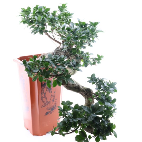 Väikeseviljaline viigipuu Ginseng P30 XL bonsai