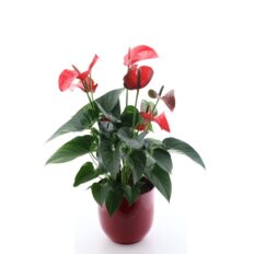 Flamingolill ‘Red Bull’ P21 75cm