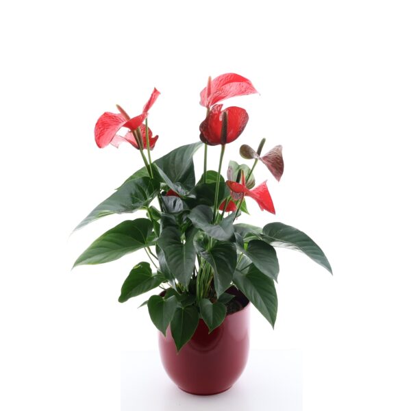 Flamingolill 'Red Bull' P21 75cm