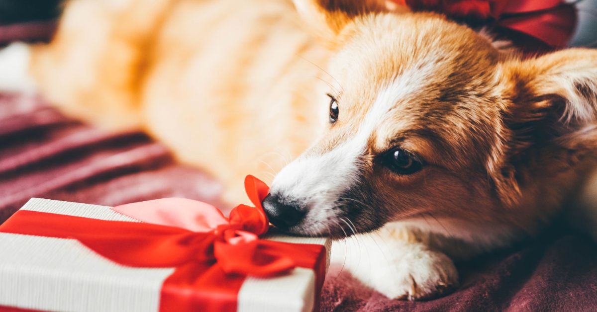 Kingitused, mis panevad iga koera saba liputama