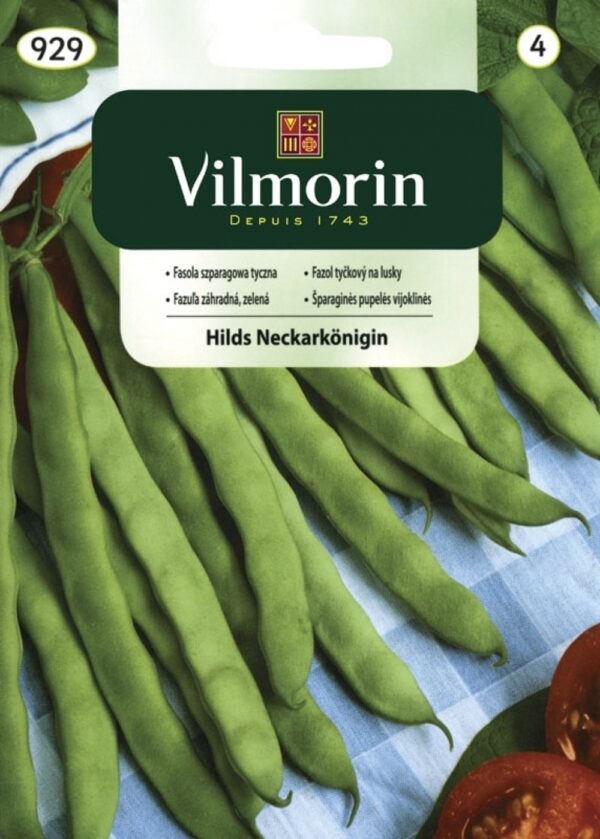 Aeduba 'Hilds Neckarkönigin'