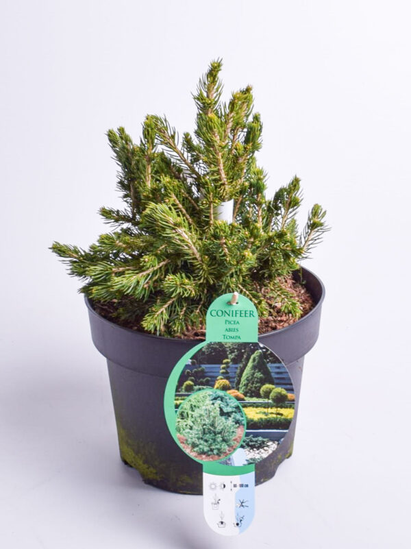 Harilik kuusk 'Tompa' P19