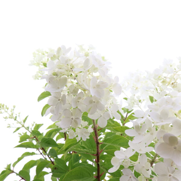 Aedhortensia Gardenlights 'Lemonlight' P23 60cm