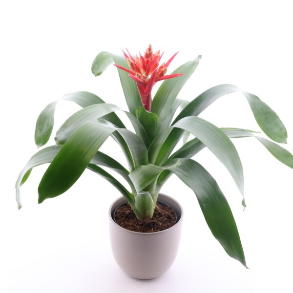 Ekmea 'Pepita Elegant Flames' P15