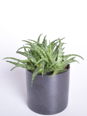 Aaloe ‘Jurassic Spider’ P10,5