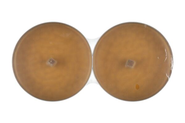 Väliküünal Polar Marchall 15,3cm 8h 2tk