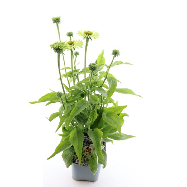 Punane siilkübar 'Sunseekers Apple Green' P19 Eestis kasvatatud