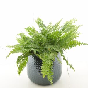 Kõrge nefroleep ‘Green Moment’ P19 amplis