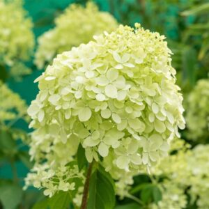 Aedhortensia ‘Little Lime’ C5/P23