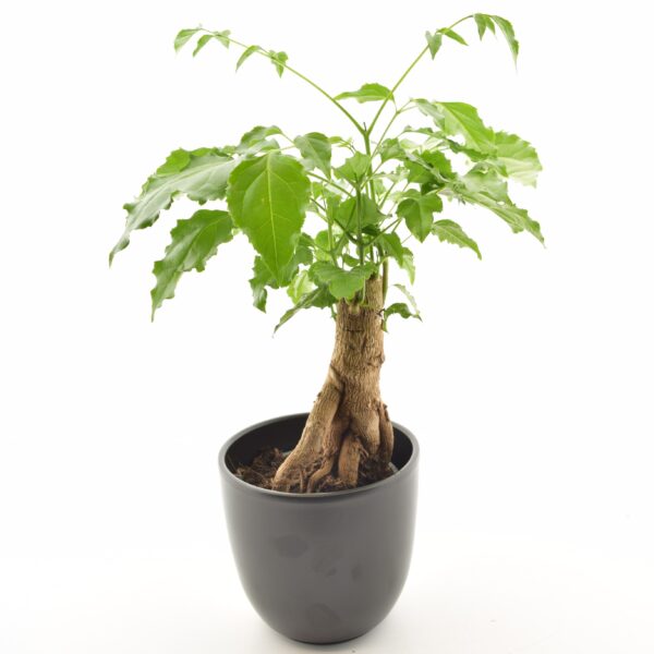 Hiina pasunapuu P12 tüvel