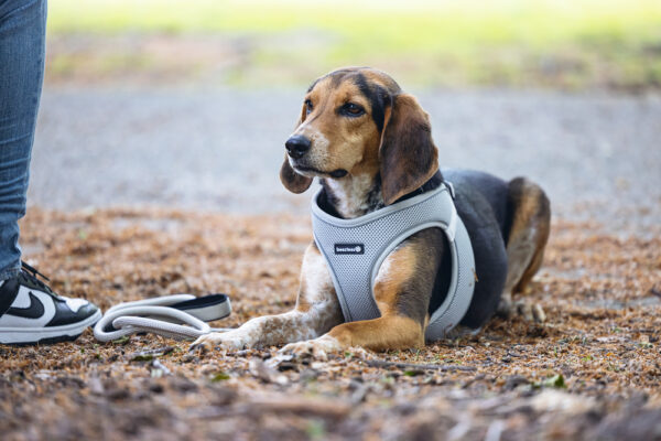 Traksid Parinca premium 41-46cm hall