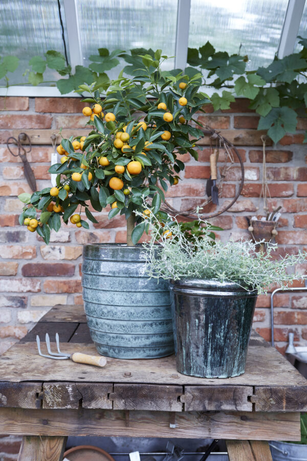 Lillepott Maya Ø32x h31cm roheline