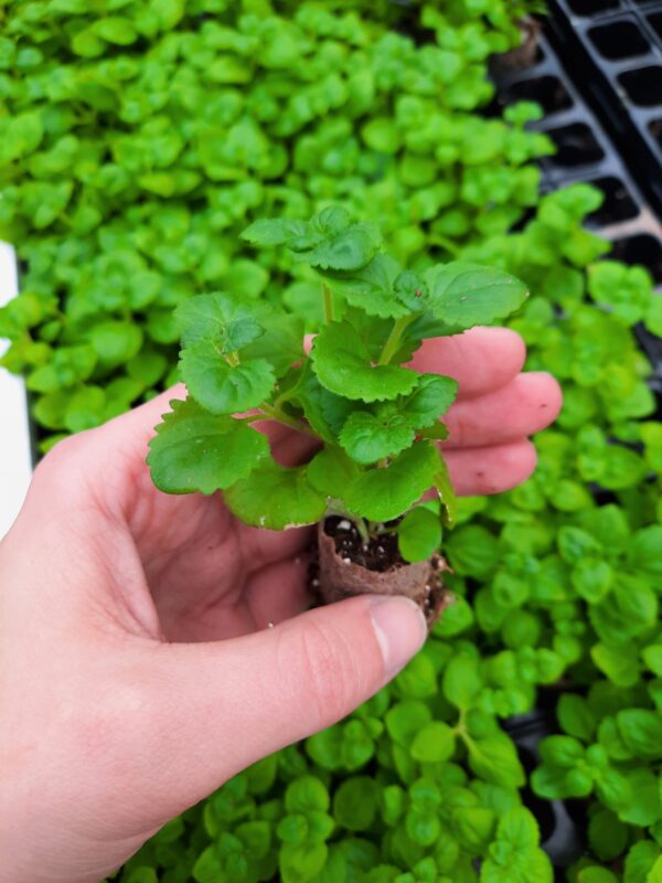 Suutera 'Scopia Gulliver Pink' 10tk