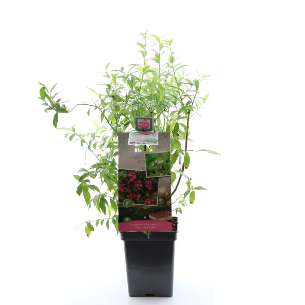 Mustikas 'Pink Lemonade' C5