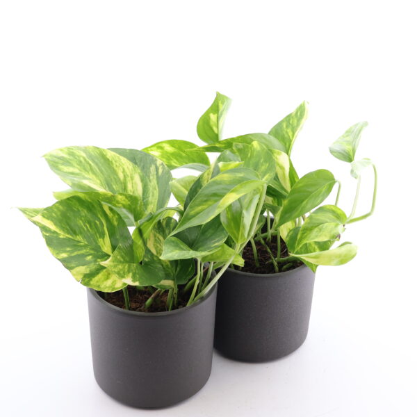 Kuld-nõelköis 'Hicolor' P12