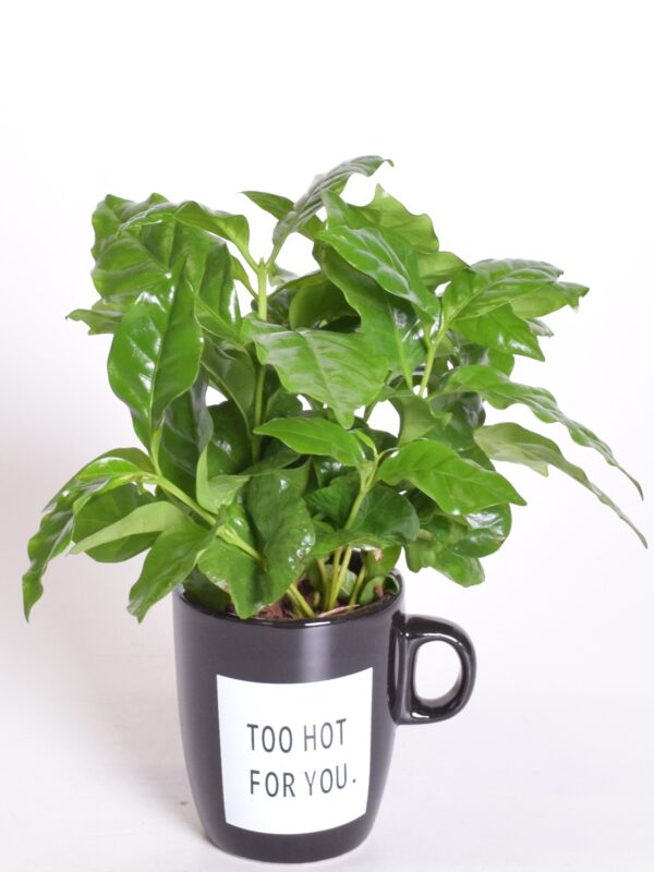 Araabia kohvipuu P8 sõnumiga tassis