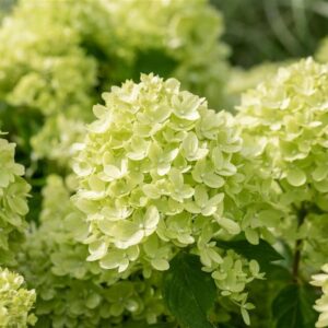 Aedhortensia ‘Little Lime’ C3/P19