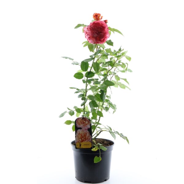 Uus-antiikroos 'Augusta Luise' P23