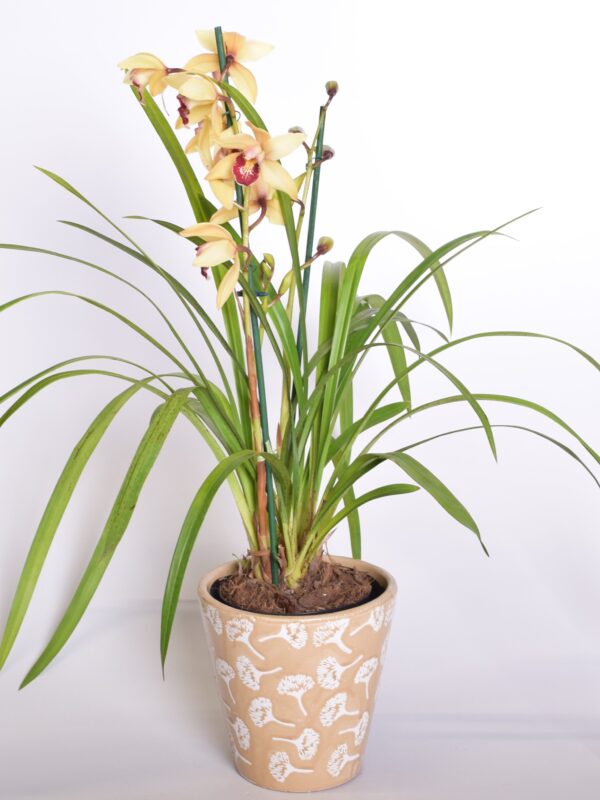 Tsümbiidium P14 erinevad 2-3 õievart