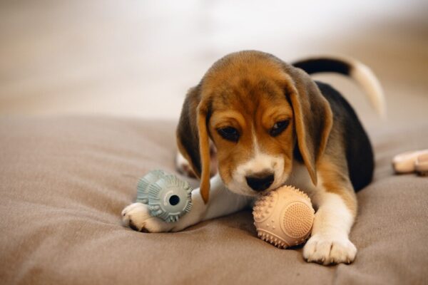 Mänguasi kummist dental pall d5 roosa