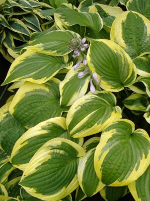 Hosta ‘Wide Brim’ C1,4 /Eestis kasvatatud