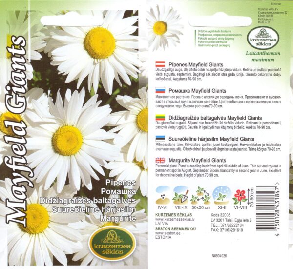 Suureõieline härjasilm 'Mayfield Giants'