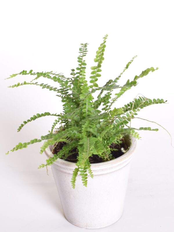 Südajalehine nefroleep 'Duffi' P12