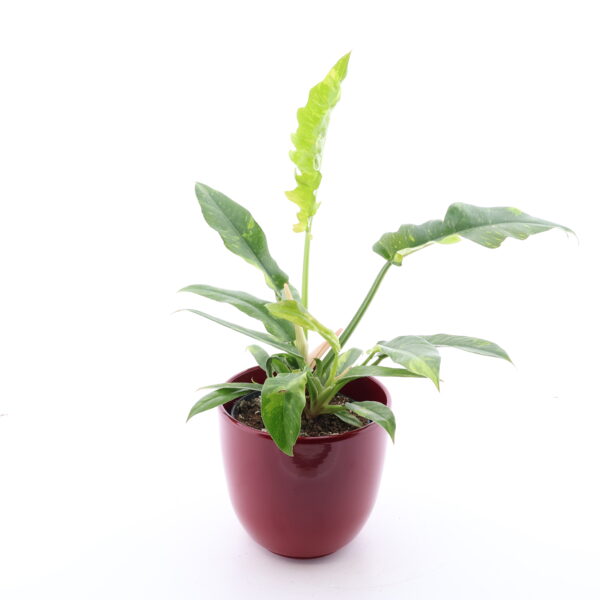 Filodendron 'Ring of Fire' P14