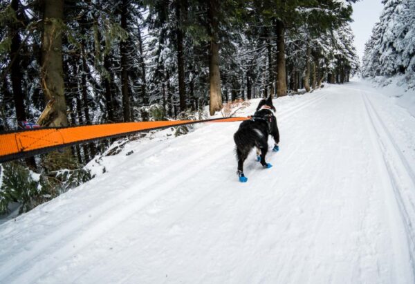 Bungee rihm 2.0 pikkus 2,8m