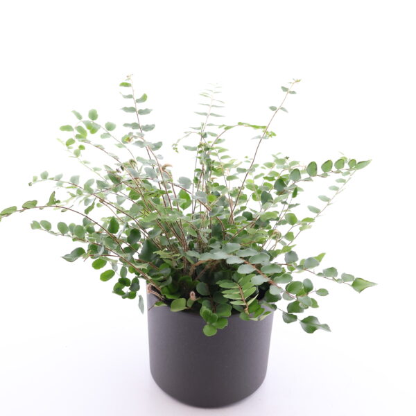 Ümaralehine pellea P12