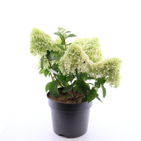 Aedhortensia 'Little Fresco' P26 40cm