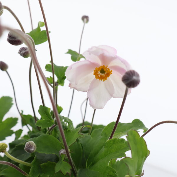 Hübriidülane 'Fantasy Elsa' C2 /Eestis kasvatatud