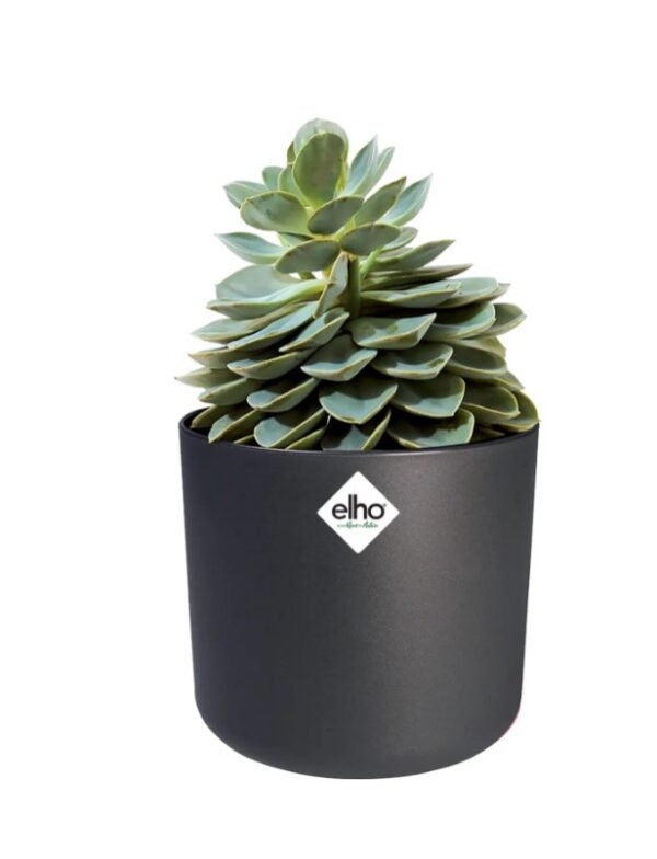 Lillepott B.for Soft 25cm tumehall