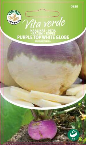 Naeris ‘Purple Top White Globe’