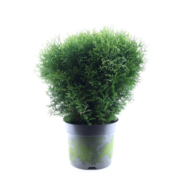 Harilik elupuu 'Tiny Tim' P26 50cm