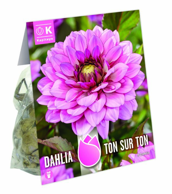 Daalia 'Ton-Sur-Ton' 3tk