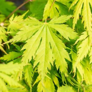 Vaher ‘Jack Frost Artic Jade’ P19 40-50cm