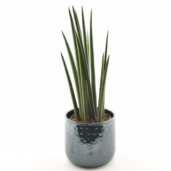 Silinderjas havisaba 'Nina' P14