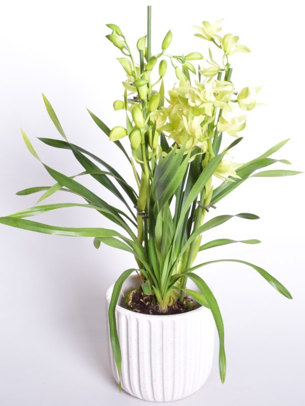 Tsümbiidium P12 4-5 õievart