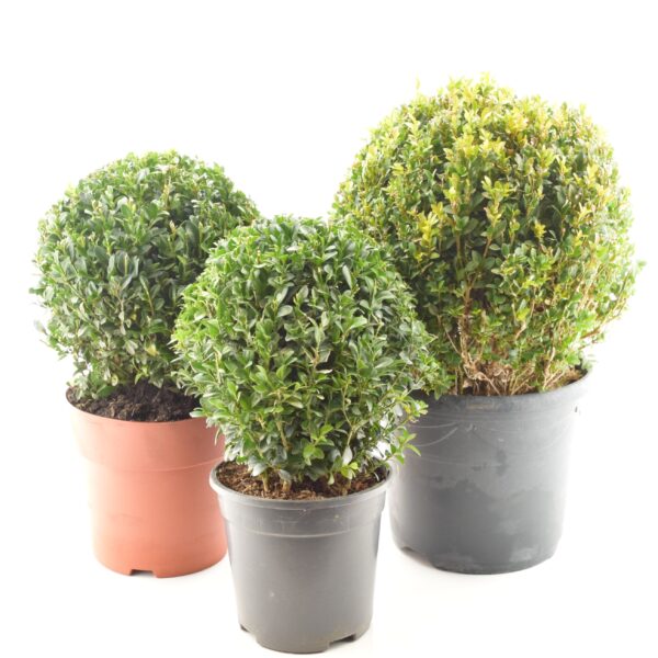 Harilik pukspuu P23 40cm kera