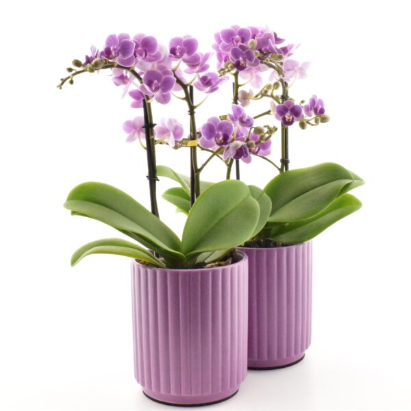 Kuuking 'Violet Queen' P12 2 õievart