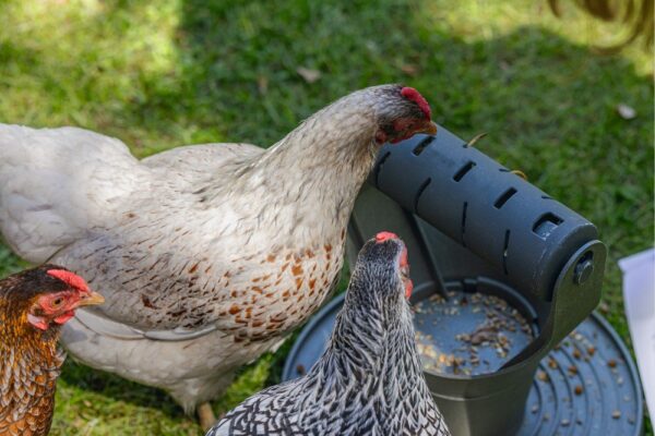 Beeztees mängu- ja söögitorn kanadele 30x30x30cm hall