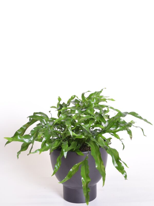 Erilehine mikrosoorum P17 amplis