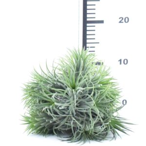 Tillandsia Magic Ball õhulill