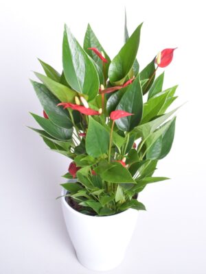 Flamingolill ‘Million Flowers Red’ P12