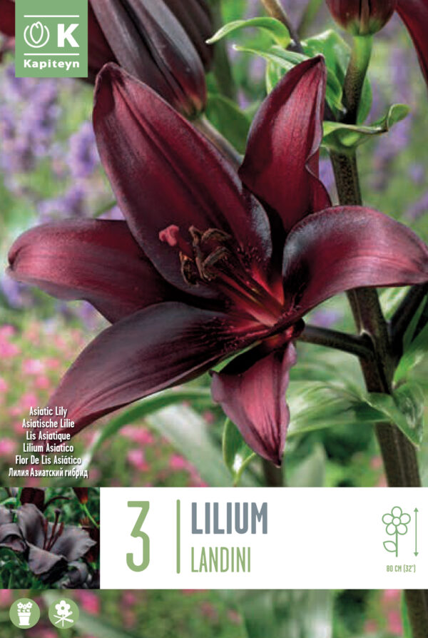 Liilia 'Landini' 3tk