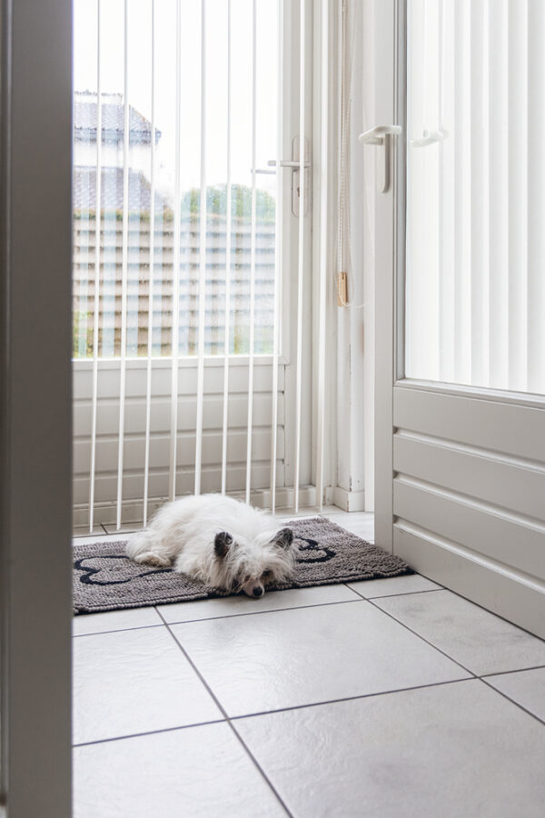 Matt Beeztees koerale 78x51cm, hall