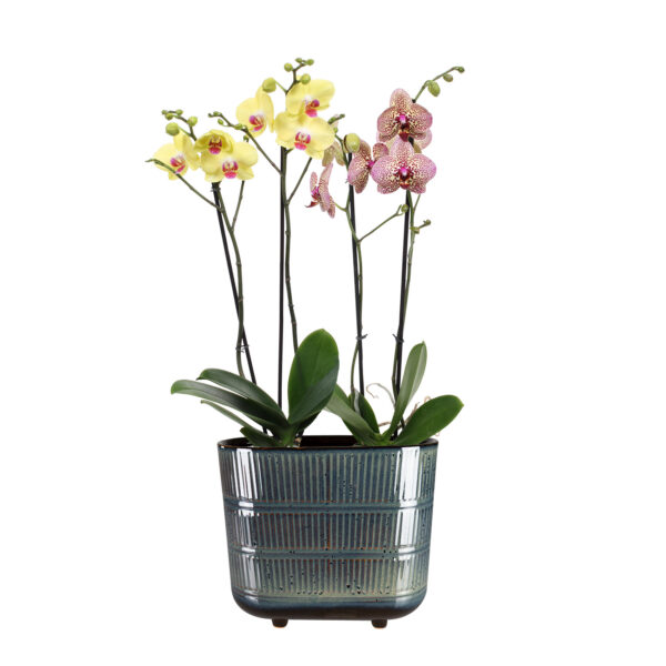 Lillepott Denise d26x14xh23cm sinine