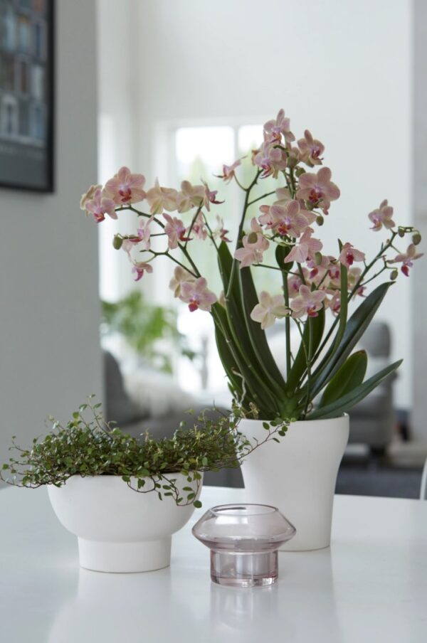 Orhideepott Megan Ø14x h15cm matt valge