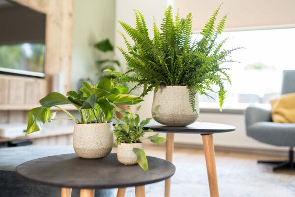 Lillepott Iris 21xh17cm bee˛